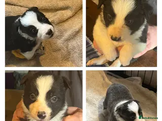 Border Collie dogs Border collie puppies, excellent litter!! - Advert 1