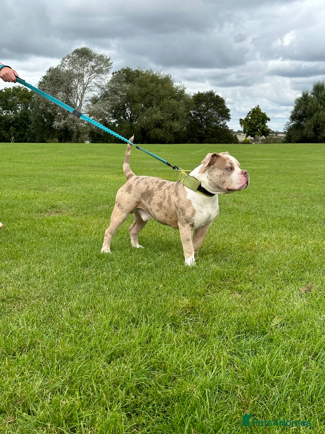 American Bully dogs for stud: Merle ABKC american pocket bully stud in Leicester - Advert 20