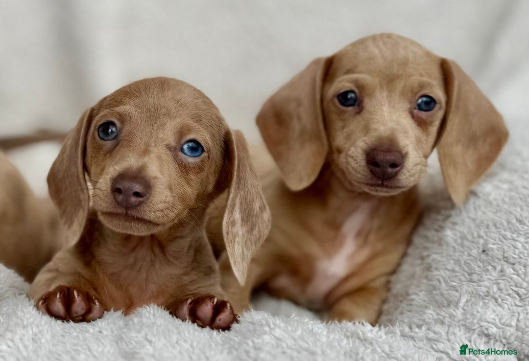 Miniature Dachshund dogs for sale: READY TO LEAVE Rainbow KC Reg Miniature Dachshunds - Image 4