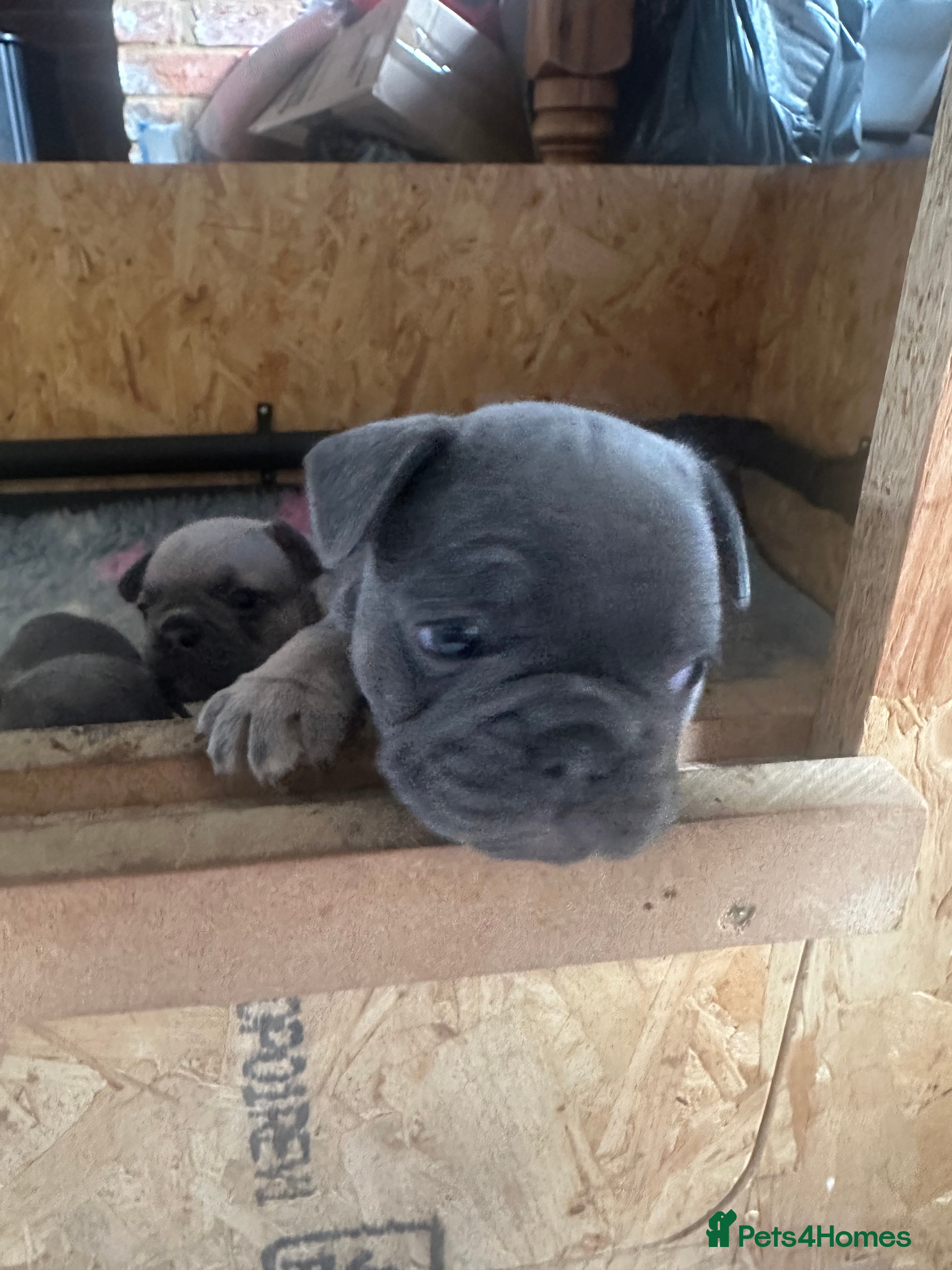 French Bulldog dogs KC REG genetic tested French bulldog puppies  - Advert 2