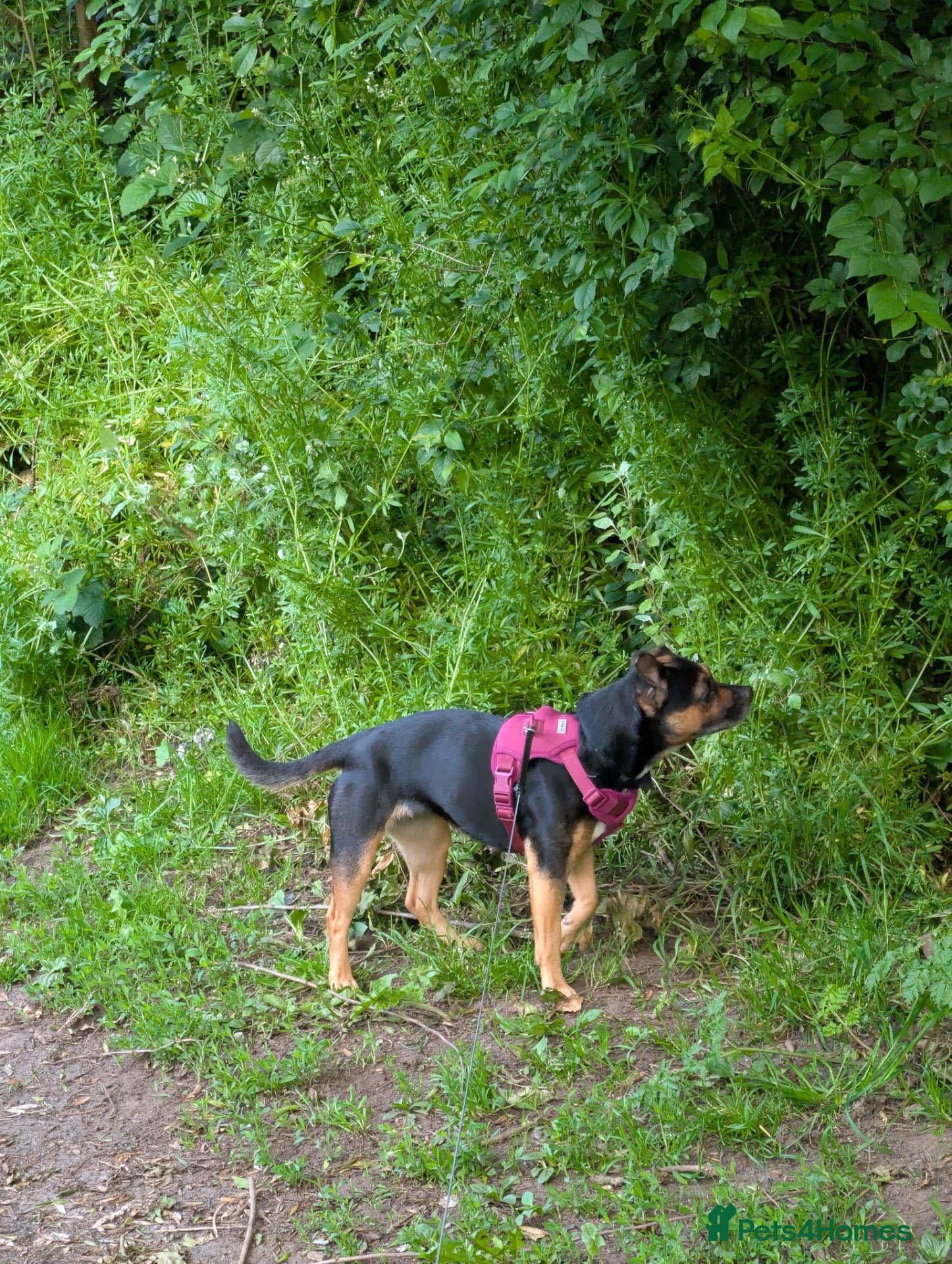 Mixed Breed dogs Piper - Beautiful loving dog in need of a new home - Advert 1