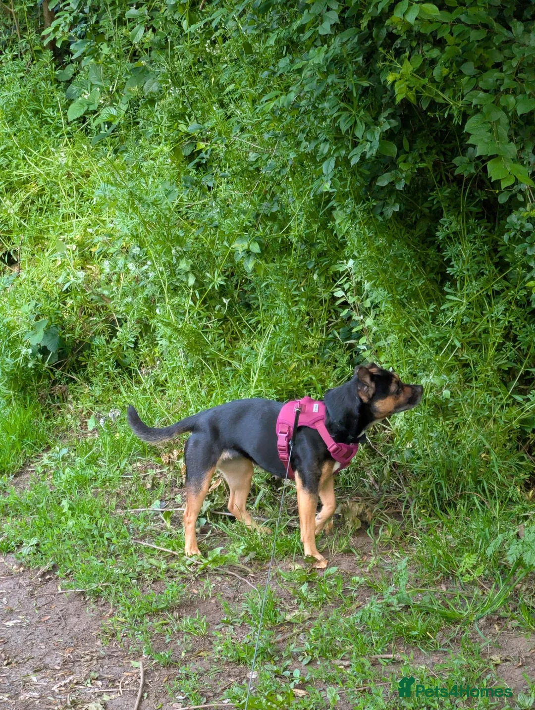 Mixed Breed dogs for sale: Piper - Beautiful loving dog in need of a new home - Advert 1