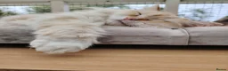 Siberian cats for sale: Stunning older Siberian cats for sale - Advert 19