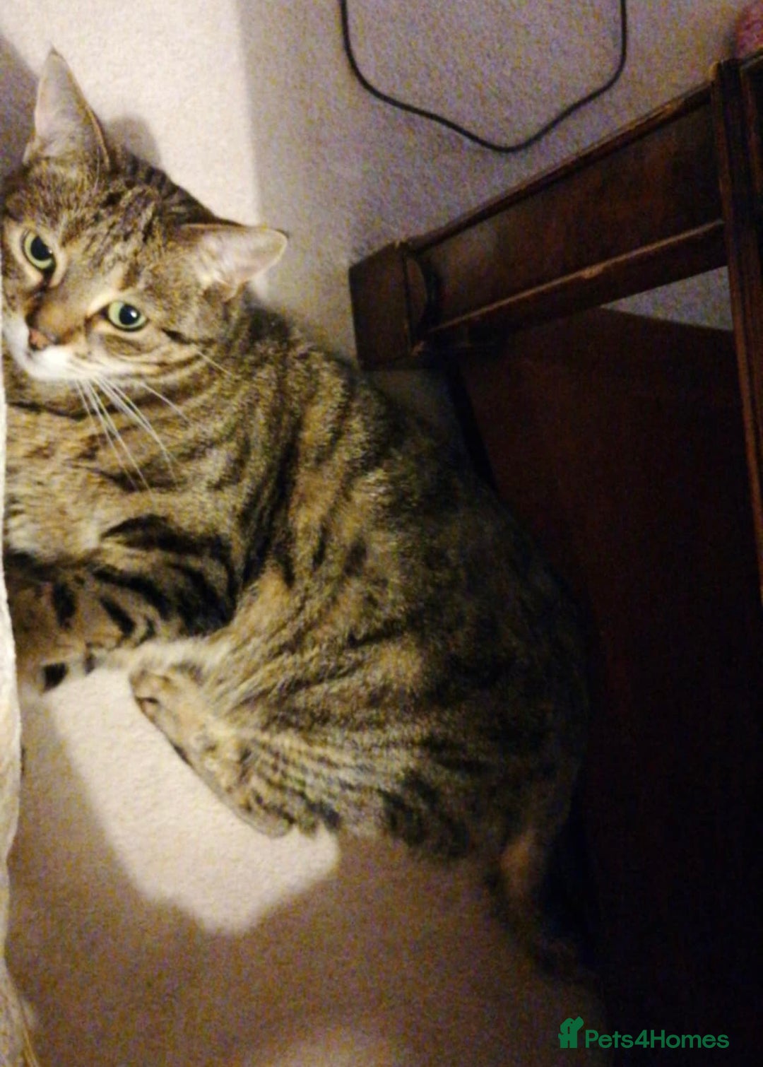 Arabian Mau cats for adoption: Loving Retirement Home in Scotland - Image 6