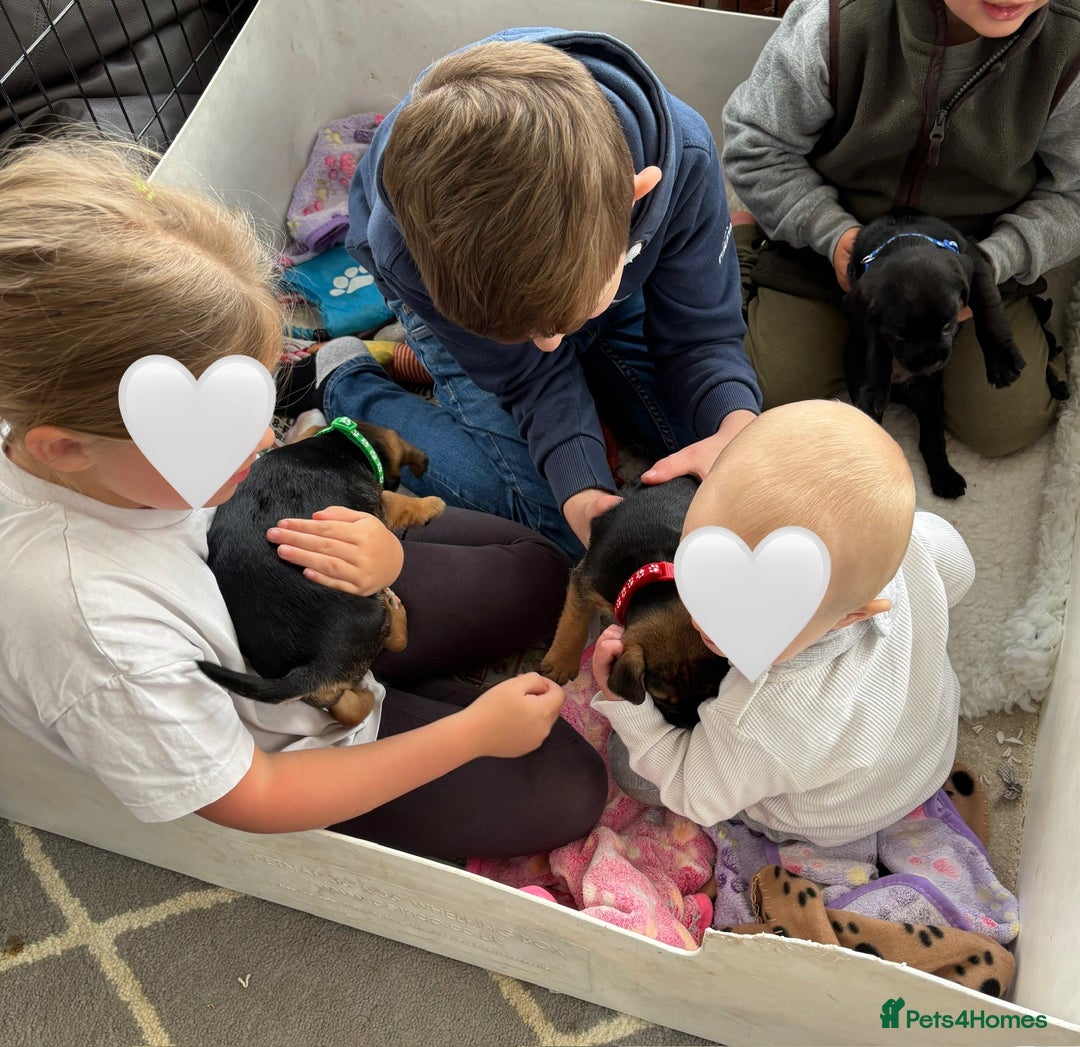 Mixed Breed dogs for sale: BorderJack Puppies - Advert 13