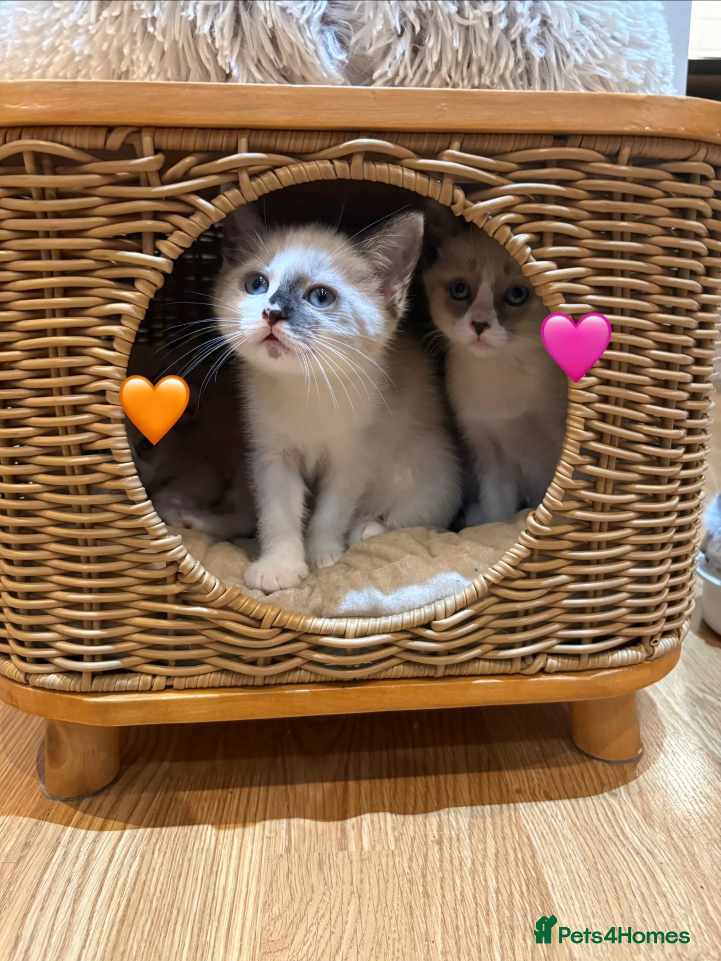 Ragdoll cats for sale: Looking for perfect furry companion?❤️🐾😻 - Advert 2