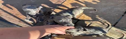 Whippet dogs for sale: 5 beautiful whippet puppies - Advert 4