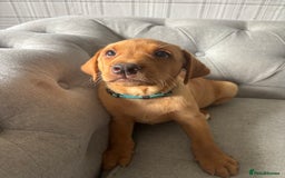 Labrador Retriever dogs for sale: Girl & Boy beautiful lab pups With paperwork  - Image 35