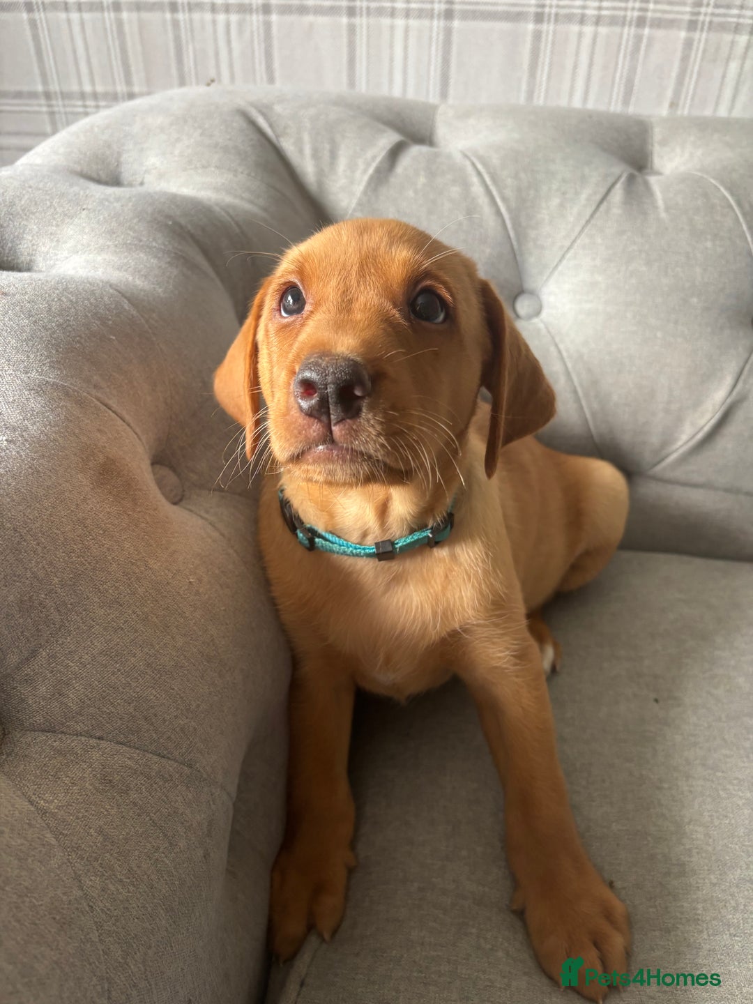 Labrador Retriever dogs for sale: Girl & Boy beautiful lab pups With paperwork  - Image 35
