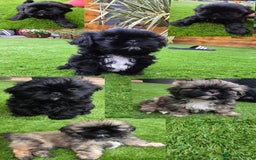 Shih Tzu dogs for sale: Imperial Shih-Tzu puppies-Ready for a new home   in Walsall - Image 1