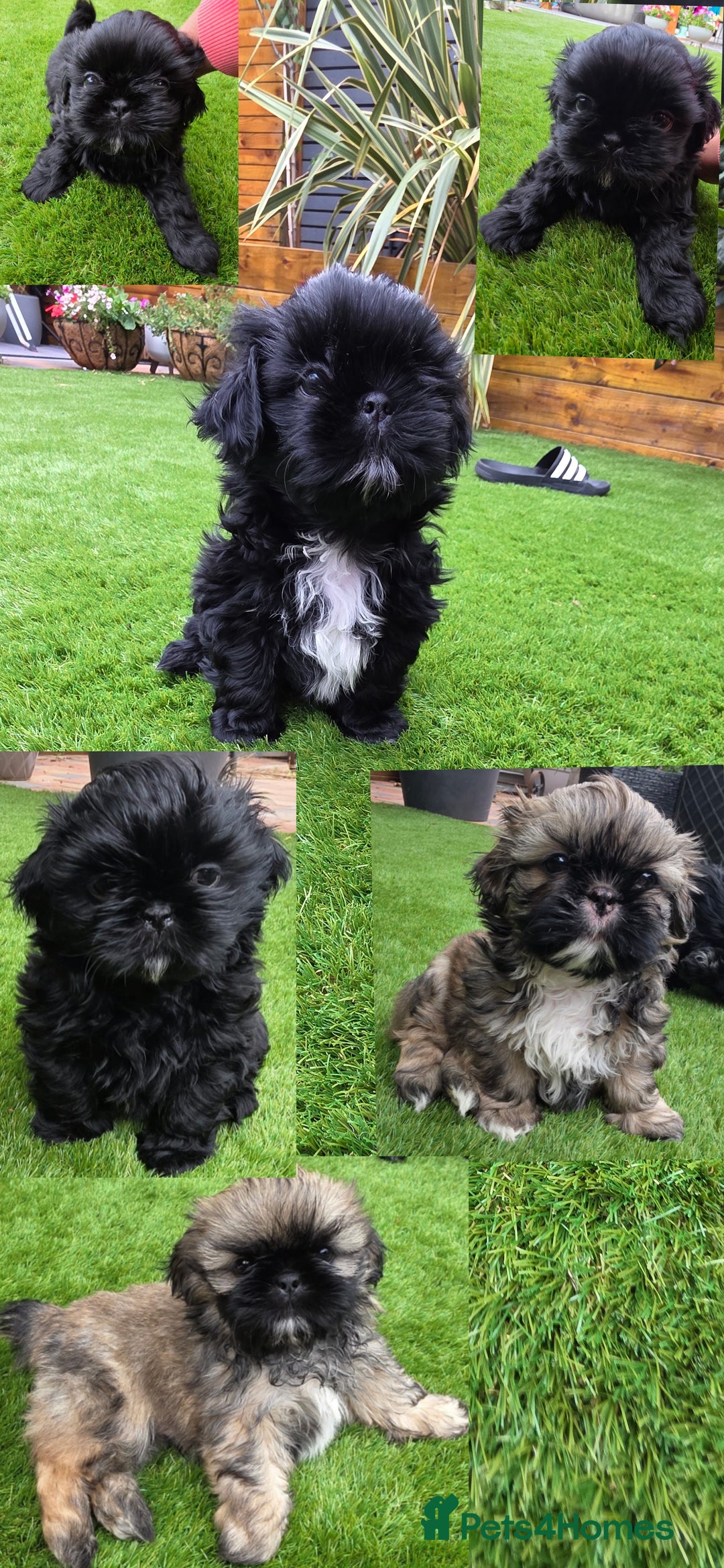 Shih Tzu dogs for sale: Imperial Shih-Tzu puppies-Ready for a new home   in Walsall - Image 1