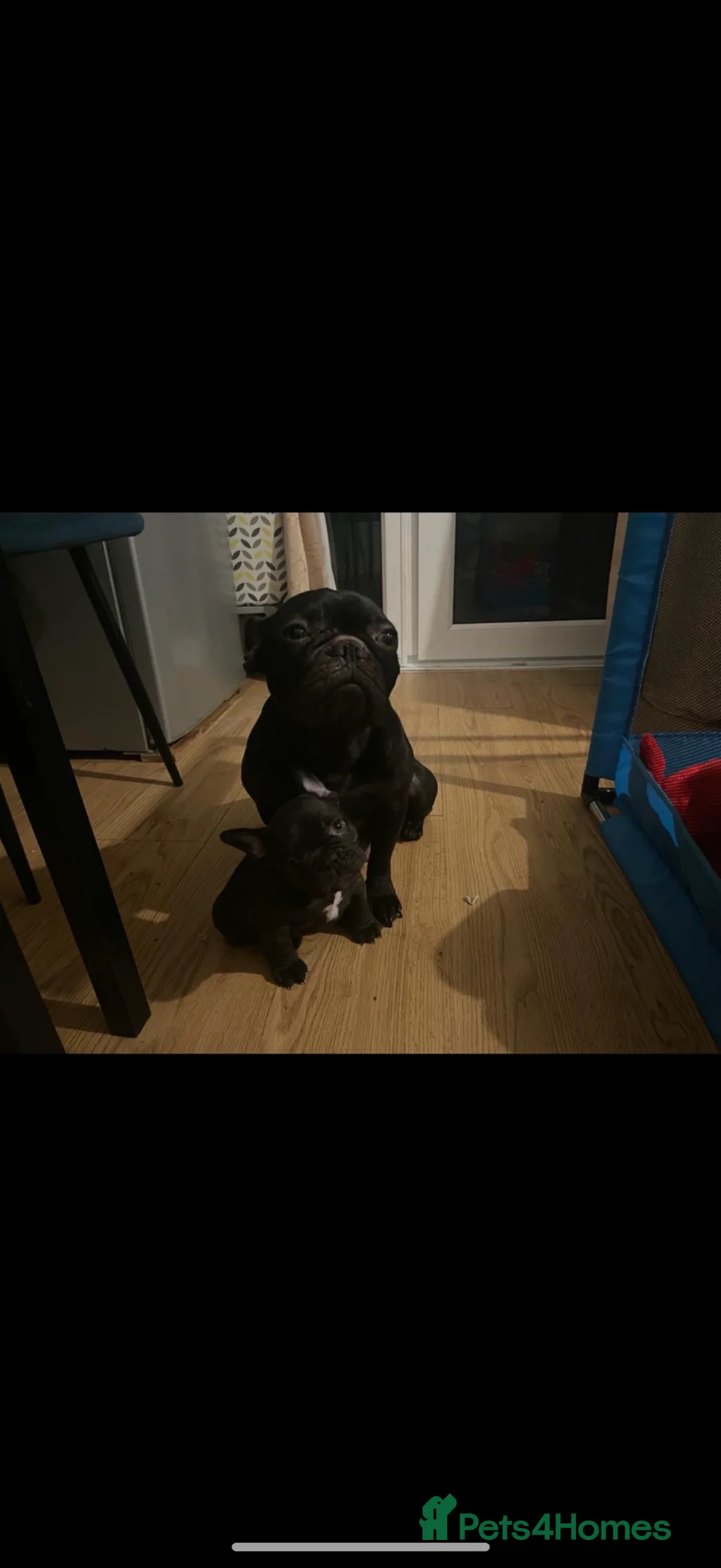 French Bulldog dogs for sale: KC Registered Male French BullDog - Advert 4