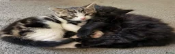 Mixed Breed cats for sale: Two beautiful kittens looking for their new homes in Newquay - Advert 4