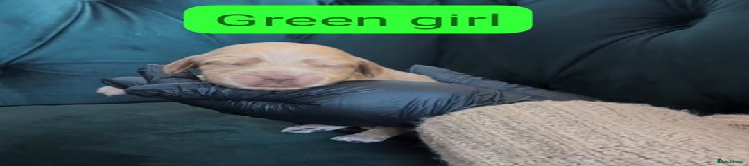  Green girl (Ivy)