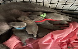 Staffordshire Bull Terrier dogs for sale: Blue Staffies For Sale - Image 4