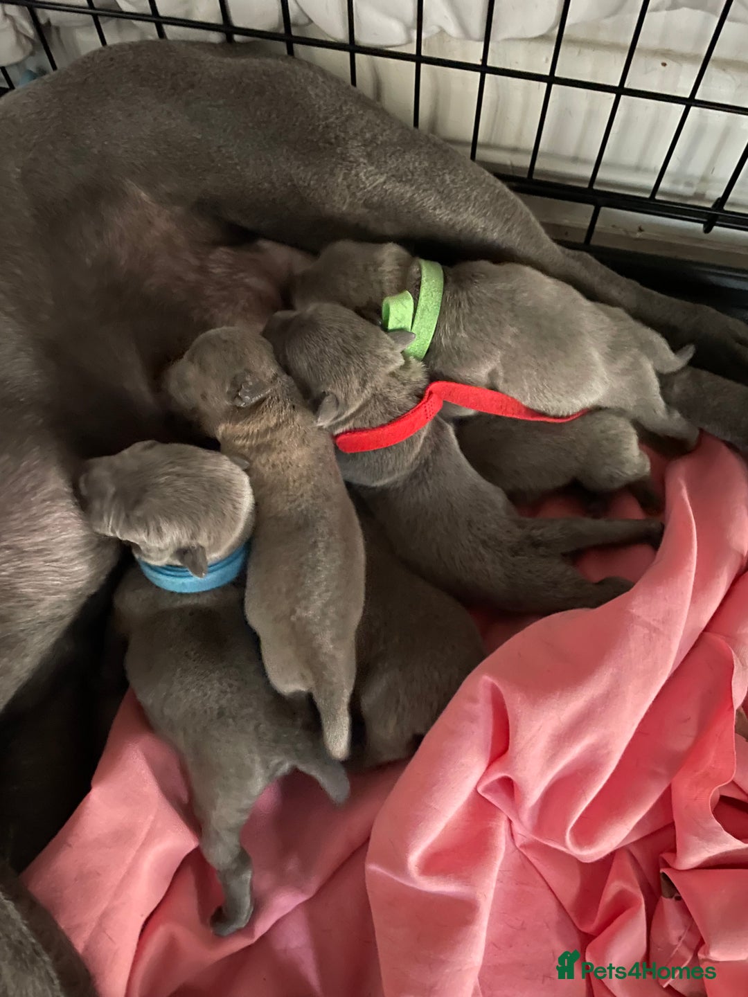 Staffordshire Bull Terrier dogs for sale: Blue Staffies For Sale - Image 4