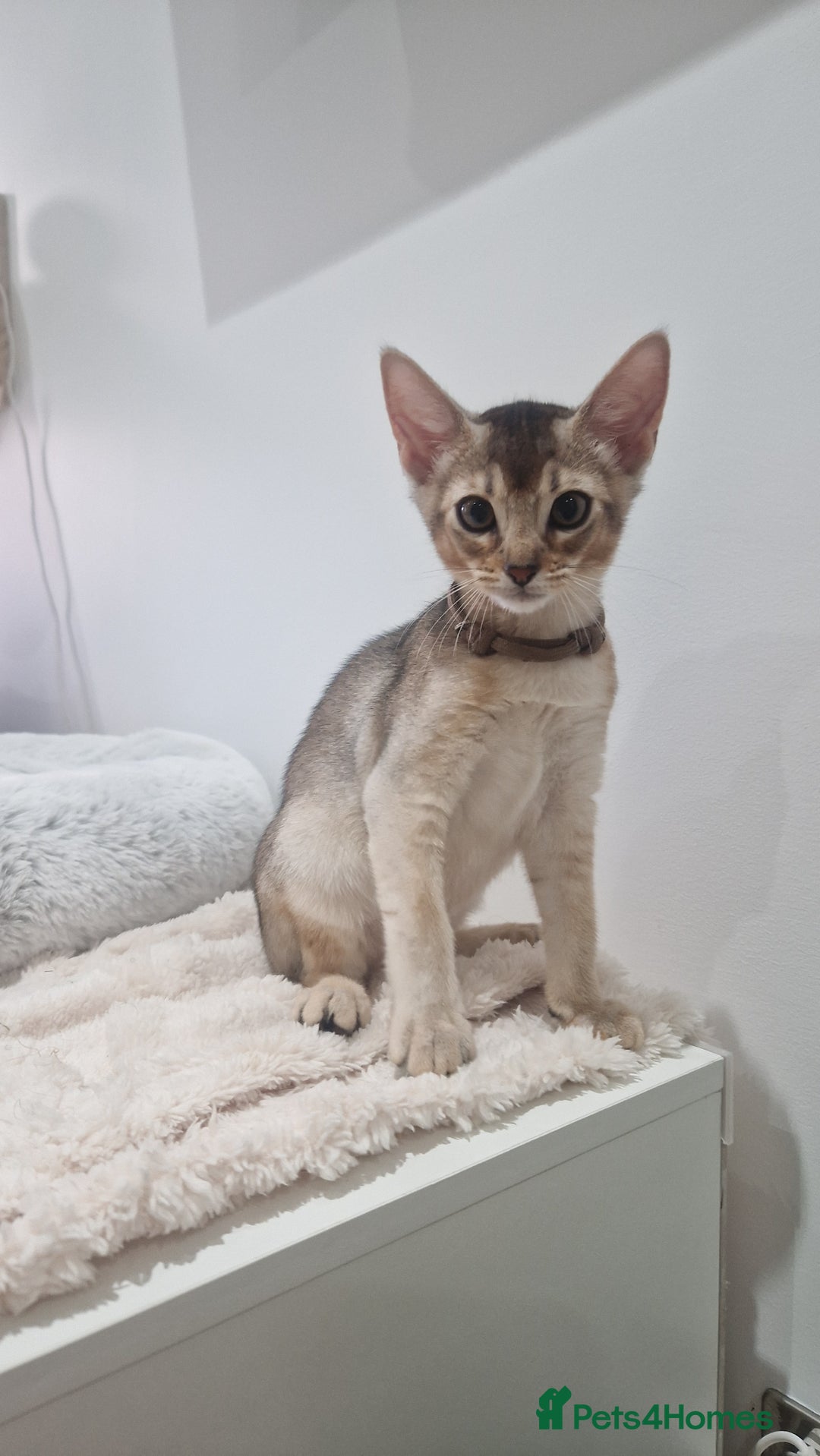Abyssinian cats for sale: SILVER Abyssinian kittens - Image 5