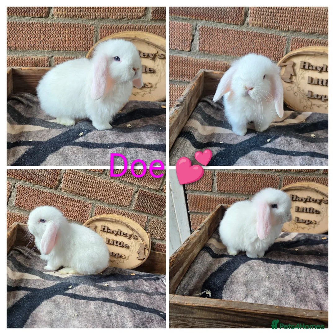 Mini Lop rabbits for sale: Gorgeous pure breed mini lop Girl - Advert 1