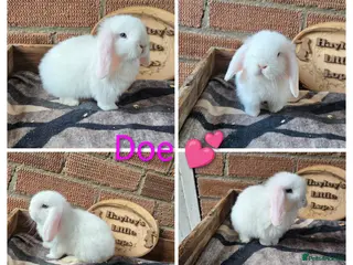 Mini Lop rabbits Gorgeous pure breed mini lop Girl - Advert 3