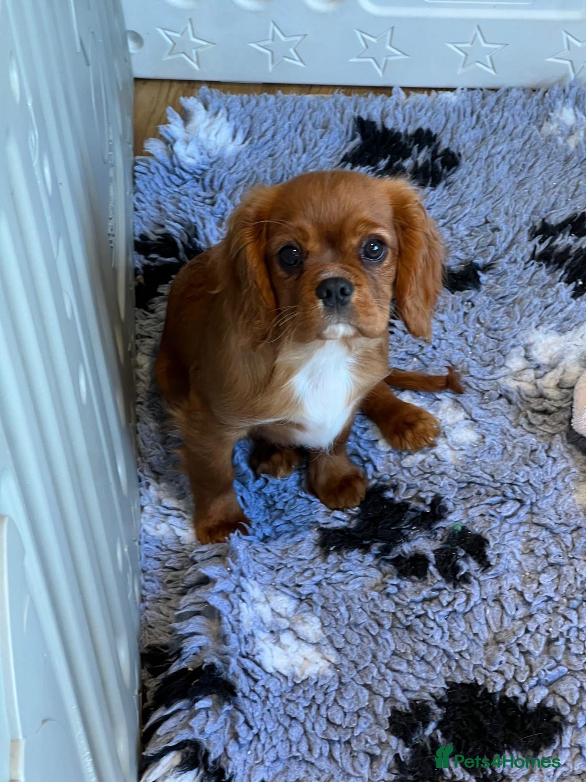 Cavalier King Charles Spaniel dogs Fully vaccinated KC HEALTH TESTED CAVALIER PUPPIES - Advert 1