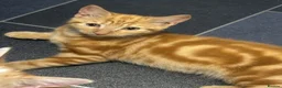 Mixed Breed cats for sale: 6 beautiful kittens  in Nottingham - Advert 6