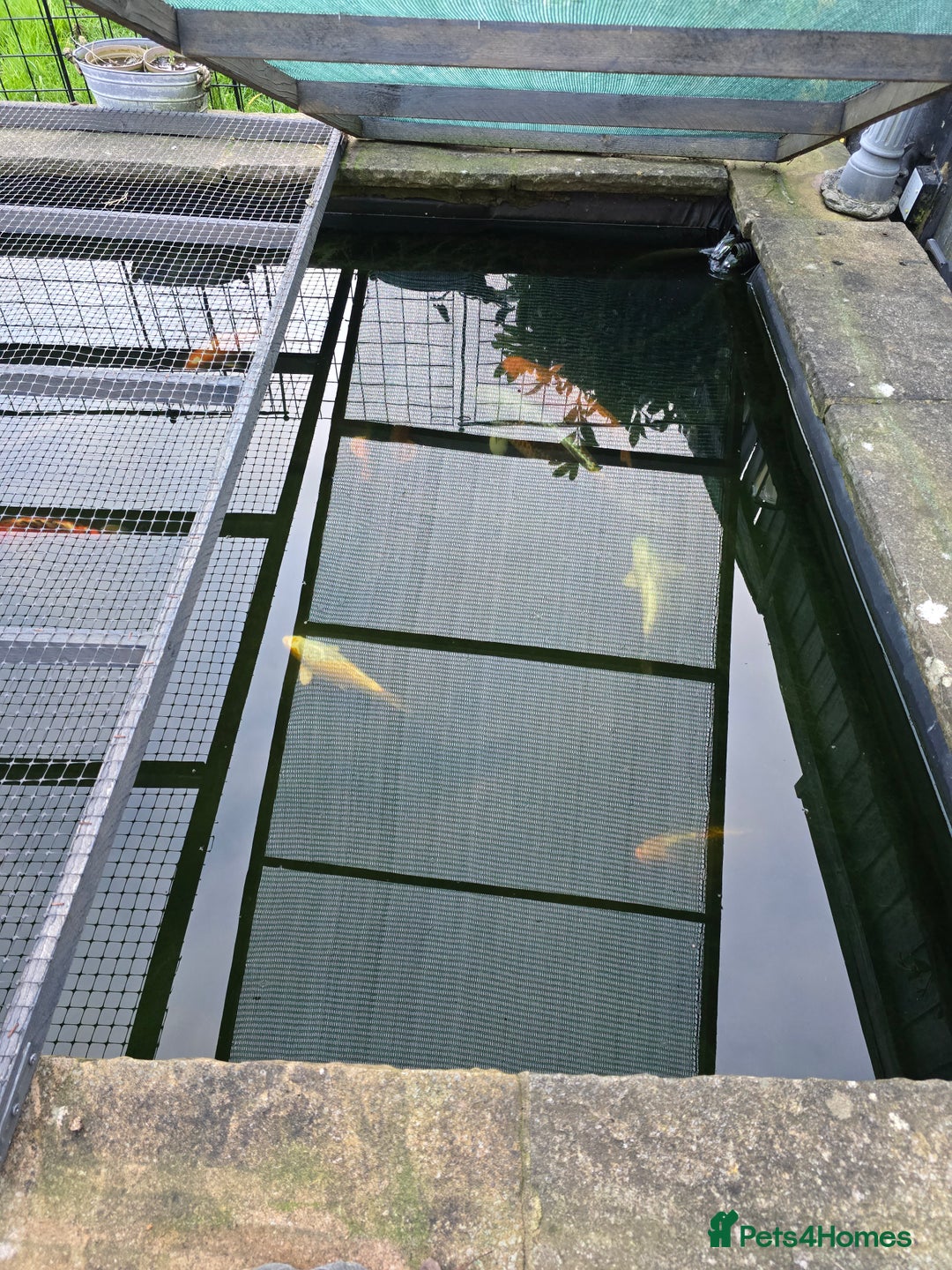 Koi Carp fish for sale: 7 x Koi Carp - Advert 6