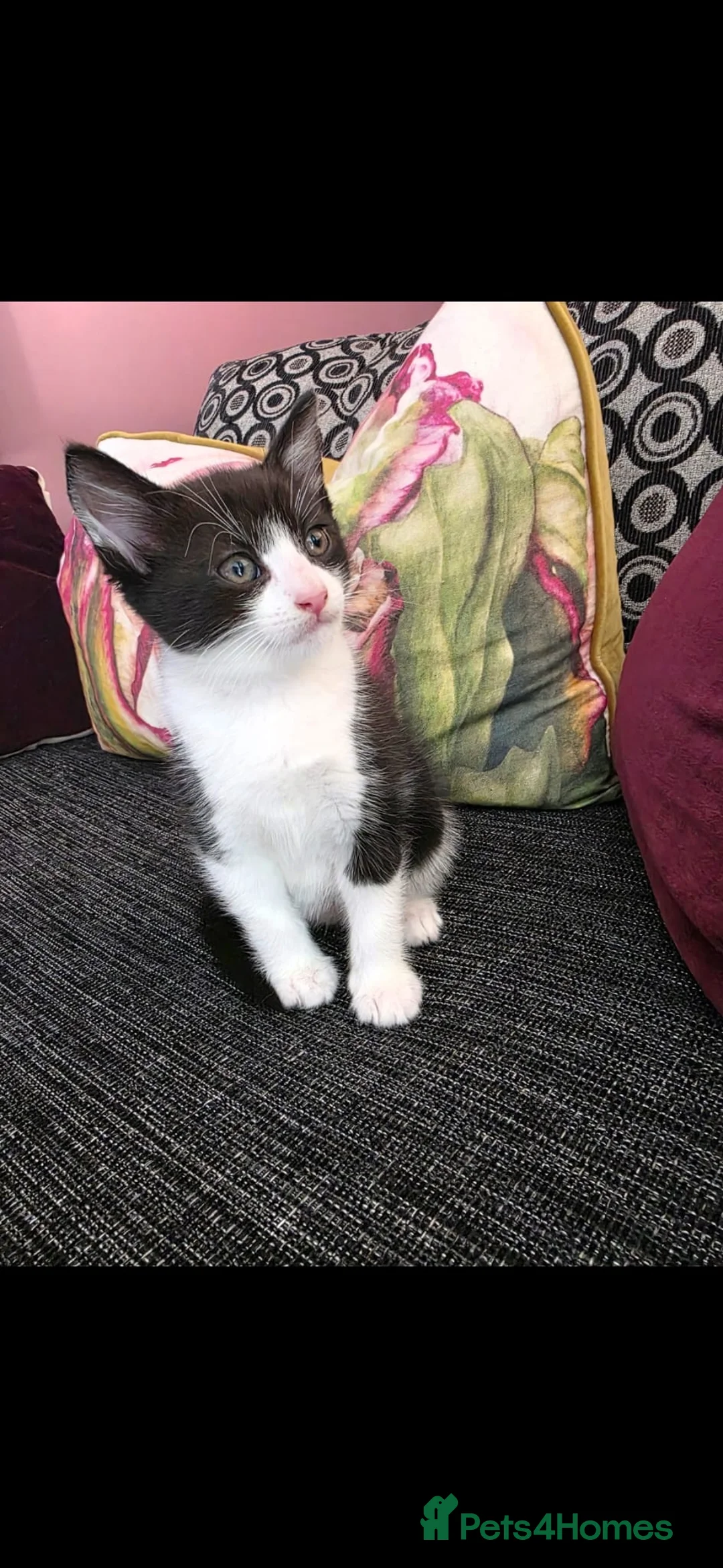 Mixed Breed cats for sale: 3 beautiful kittens ready now - Advert 1