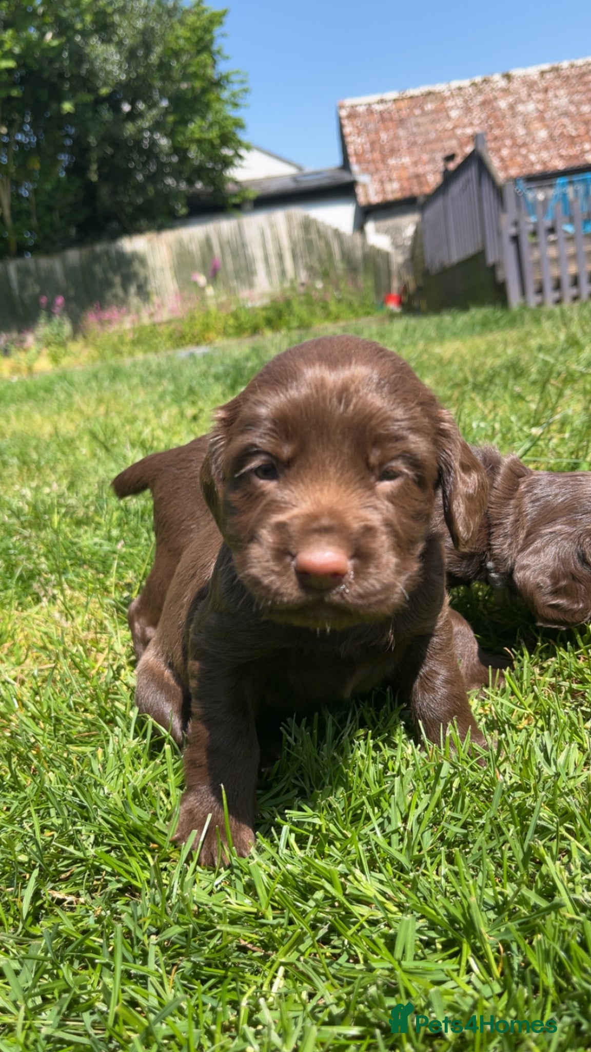 Sprocker dogs for sale: Fully health tested F1 working Sprocker spaniels  - Advert 7