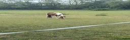 Welsh Section D horses for sale: Violet is a part bred Welsh x palamino - Advert 2