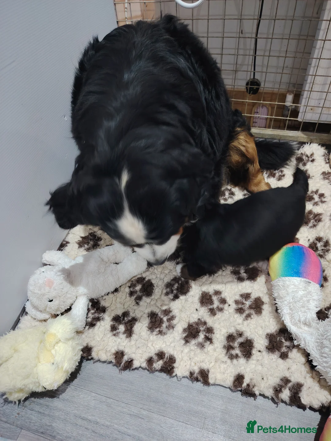 Bernese Mountain Dog dogs for sale: Bernese mountain dog puppies  - Advert 3