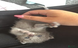 Mixed Breed cats for sale: Female Maine Coon x British Shorthair kitten - Image 4