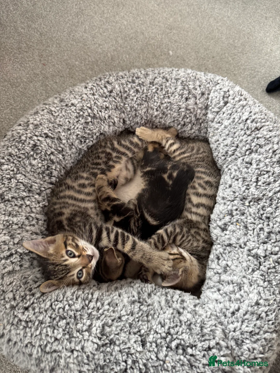 Mixed Breed cats for sale: TICA Registered Bengal x Russian Blue Kittens - Advert 5