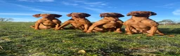 Hungarian Vizsla dogs for sale: Stunning litter of Hungarian Vizsla pups.  - Advert 11