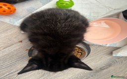 British Shorthair cats for sale: Kittens - Image 4