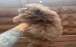 Pomeranian dogs for sale: Teddy bear amazing puppy 🥰 - Image 9