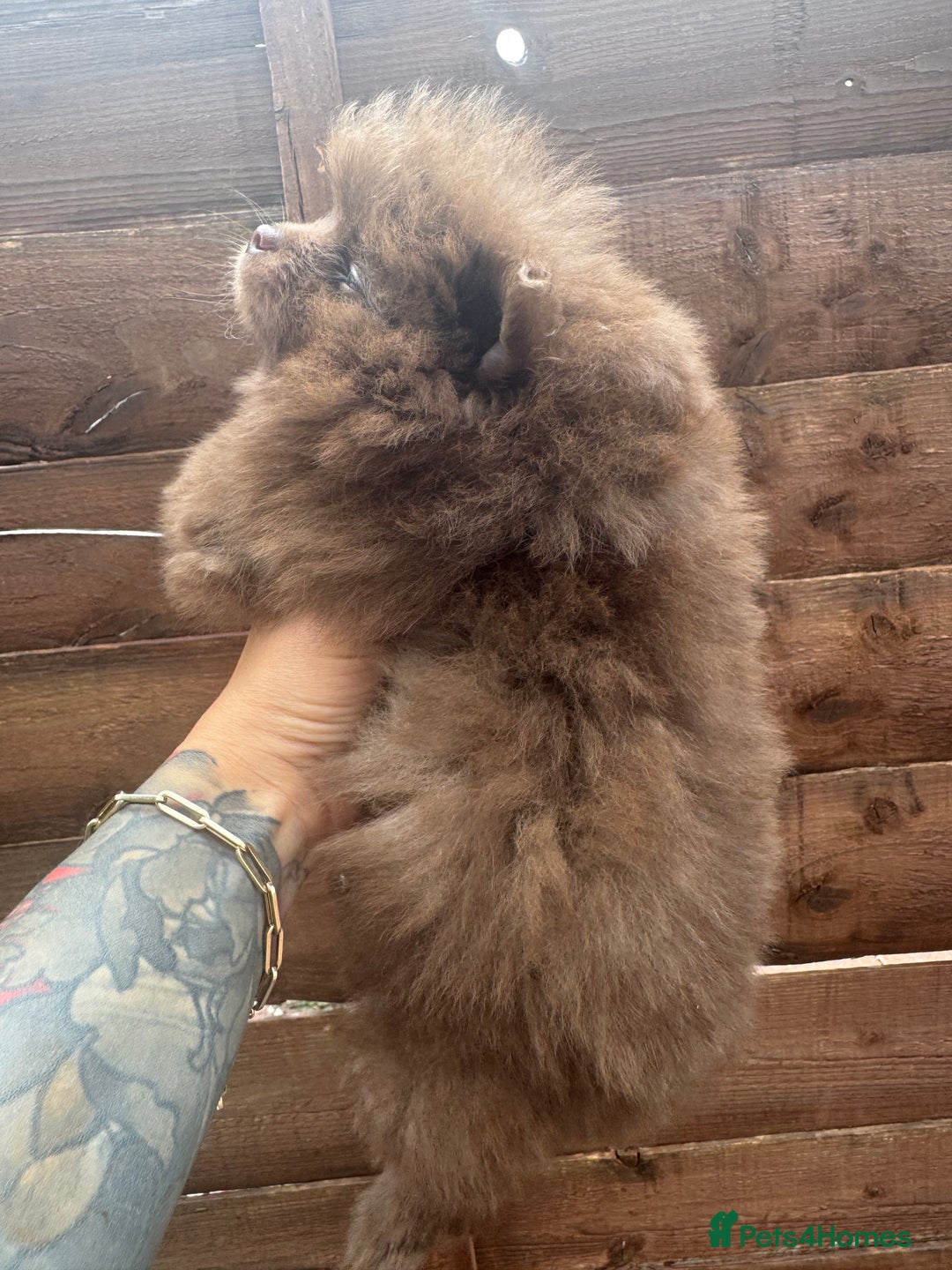 Pomeranian dogs for sale: Teddy bear amazing puppy 🥰 - Image 9