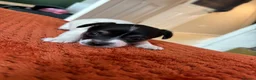 Jack Russell dogs for sale: Jack Russell Puppies - Girls - Advert 14