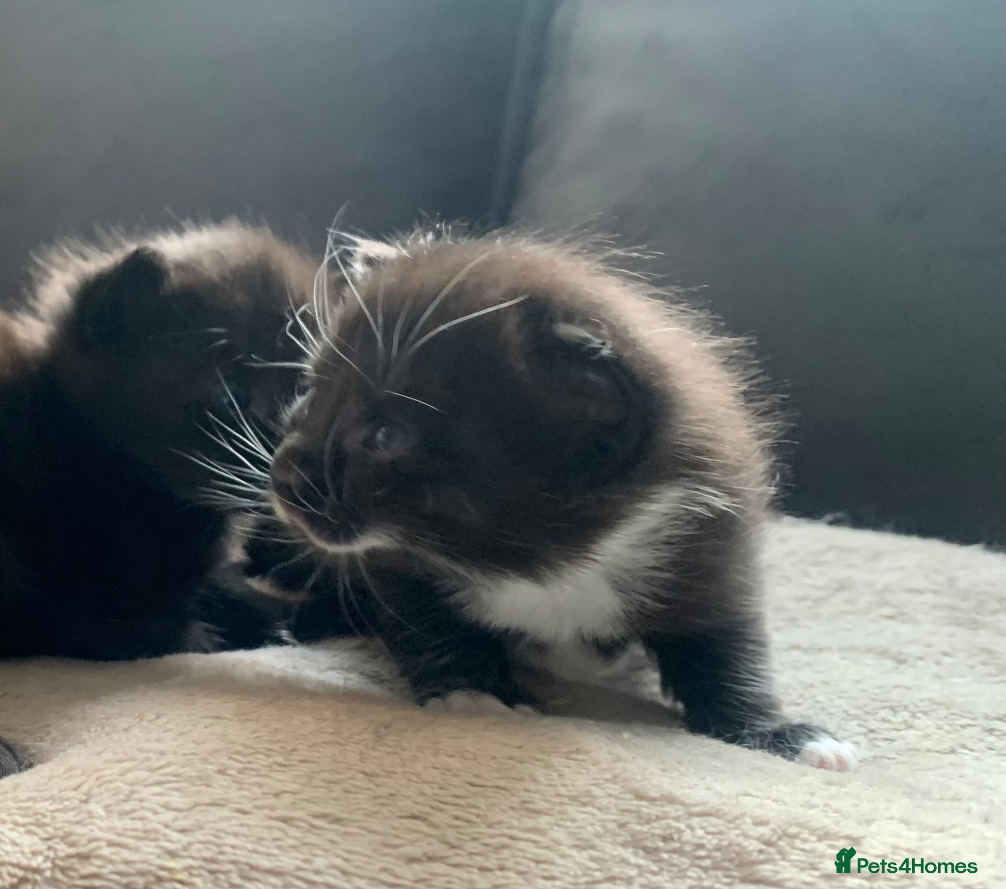 Ragdoll cats British short hair x rag doll  - Advert 5