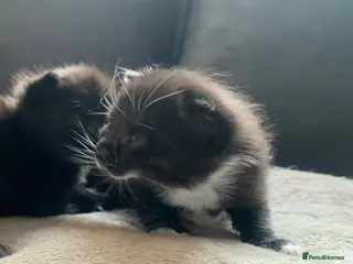 Ragdoll cats British short hair x rag doll - Advert 1