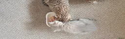 British Shorthair cats for sale: BRITISH SHORTHAIR BLACK GOLDEN SPOTTED TABBY - Advert 3