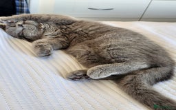British Shorthair cats for sale: Male British Shorthair - Image 3