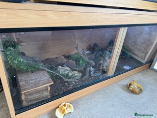Corn Snake reptiles in Newbury - Advert 36