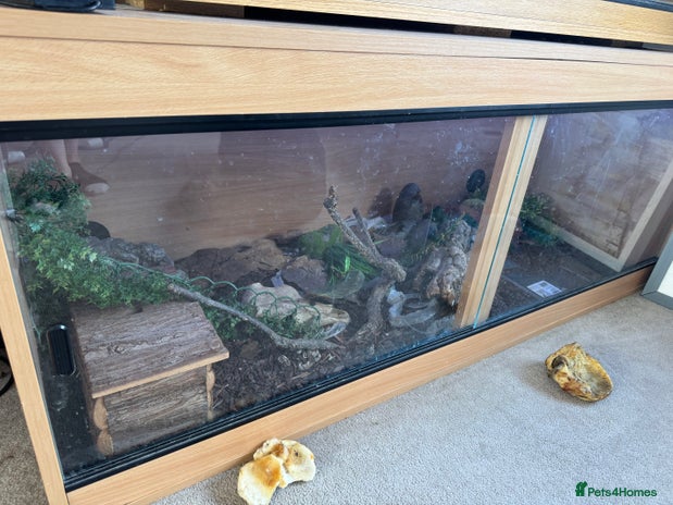 Corn Snake reptiles in Newbury - Advert 5