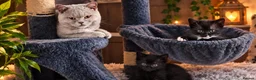 British Shorthair cats for sale: Beautiful Kittens 😻😻 - Advert 7