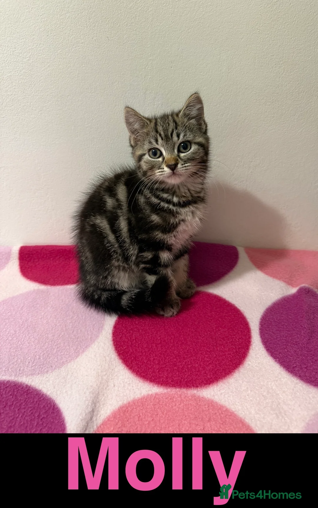 Domestic Shorthair cats for sale: Gorgeous Kittens 4 girls 1 boy - Advert 1
