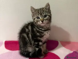 Domestic Shorthair cats Gorgeous Kittens 4 girls 1 boy - Advert 2