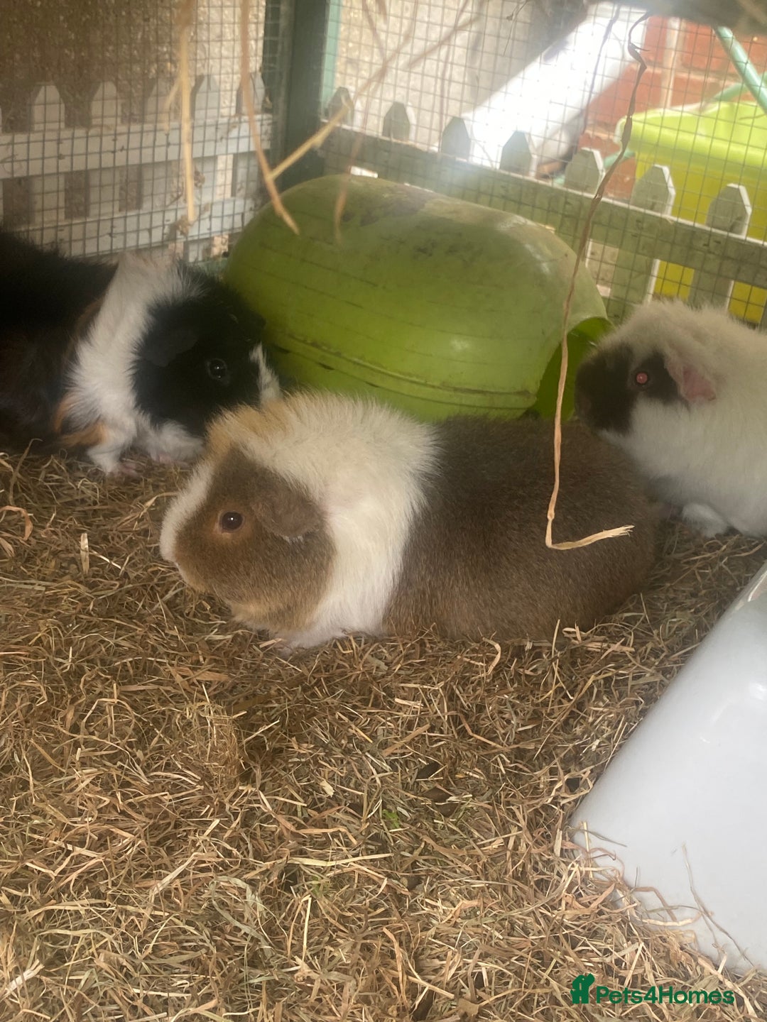 Guinea Pig rodents for sale: 3 x female Guinea pigs for sale - Image 1