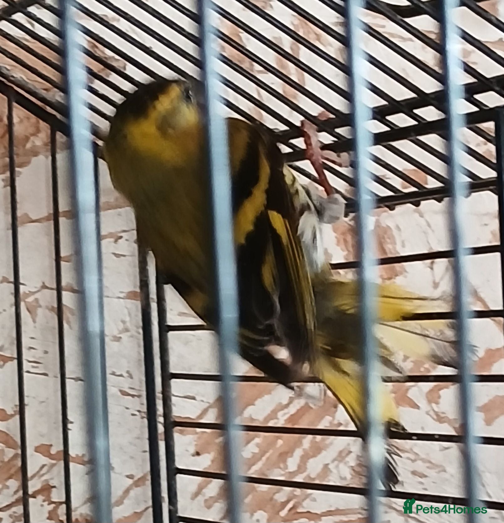 Finches birds Siskin males Siskin males  - Advert 3