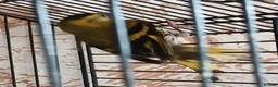 Finches birds for sale: Siskin males Siskin males  - Advert 1