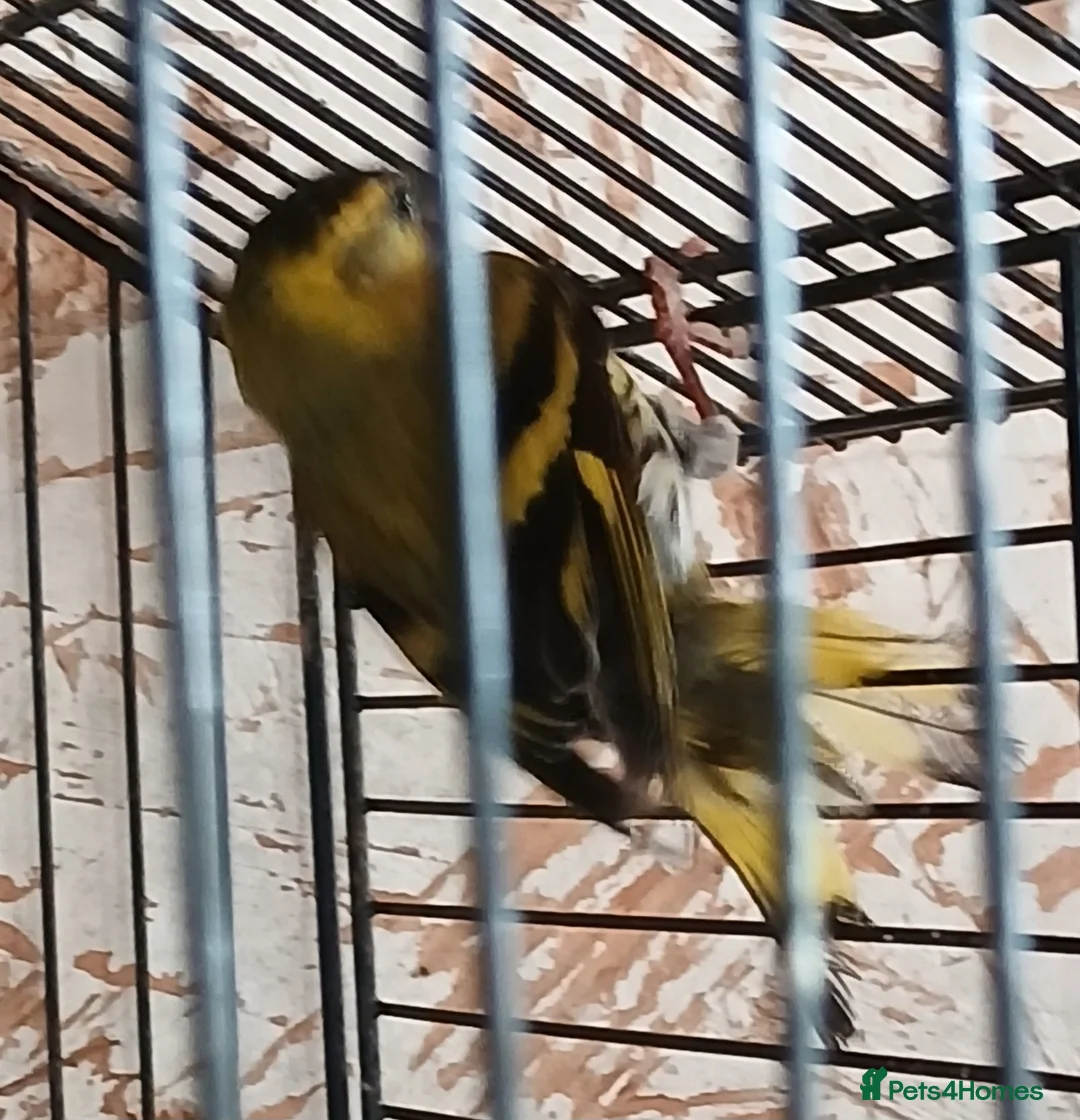 Finches birds for sale: Siskin males Siskin males  - Advert 1
